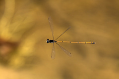 Prodasineura hyperythra