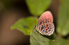 Paralaxita damajanti