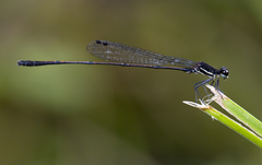 Prodasineura hyperythra