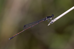 Prodasineura hyperythra