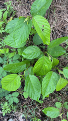 Magnoliopsida