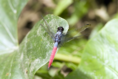 Orthetrum schneideri