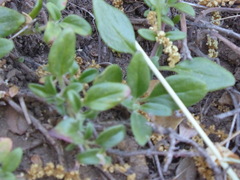 Monardella macrantha