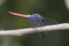 Orthetrum schneideri