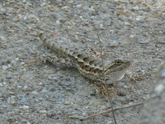 Sceloporus occidentalis