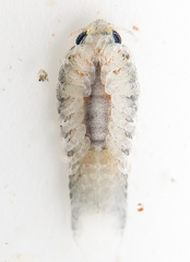 Cymothoida