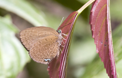 Arhopala muta