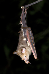 Hipposideros diadema