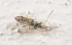 Pseudopachybrachius guttus