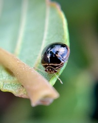 Coptosoma xanthogramma