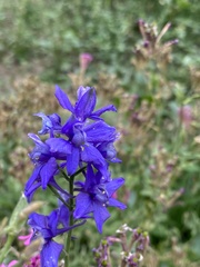 Delphinium ajacis