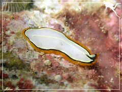 Pseudoceros contrarius