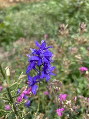 Delphinium ajacis