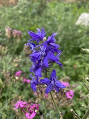 Delphinium ajacis