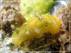 Plocamopherus pecoso