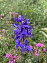 Delphinium ajacis