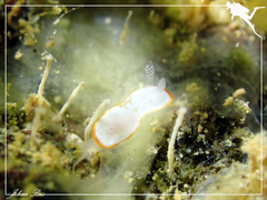 Goniobranchus verrieri