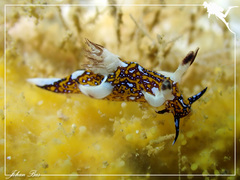 Trapania miltabrancha