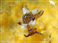 Trapania miltabrancha