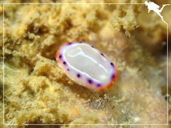 Goniobranchus setoensis