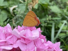 Heliophorus moorei