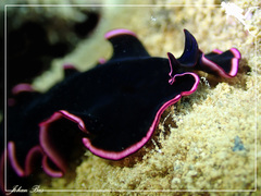 Pseudobiceros gloriosus