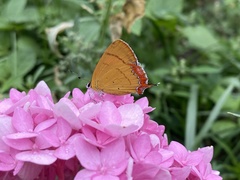 Heliophorus moorei