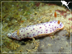 Chromodoris aspersa