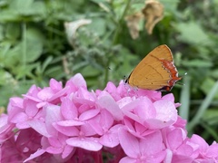 Heliophorus moorei