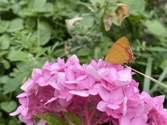 Heliophorus moorei