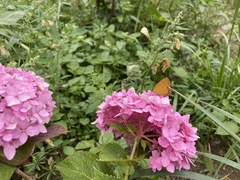 Heliophorus moorei