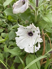 Petunia