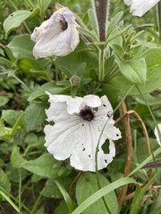 Petunia