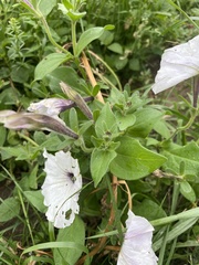 Petunia