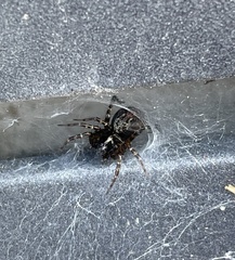 Textrix denticulata