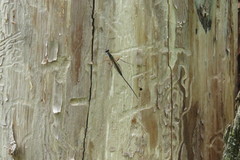 Poemeniinae
