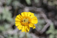 Encelia virginensis