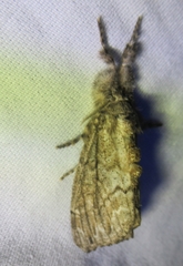 Dasychira atrivenosa