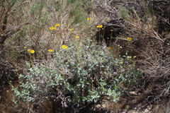 Encelia virginensis