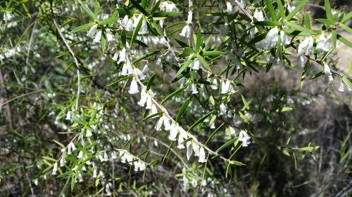 Leucopogon biflorus (Logan Wildflowers List) · iNaturalist