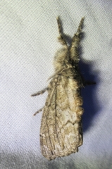 Dasychira atrivenosa