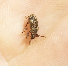 Otiorhynchus fullo