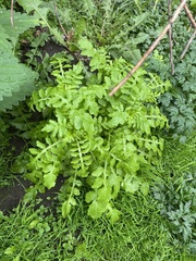 Rorippa palustris