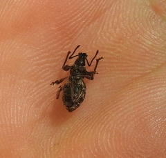 Otiorhynchus fullo