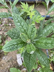 Cynoglossum amabile