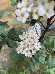 Spiraea cantoniensis
