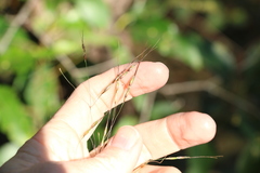 Chrysopogon sylvaticus