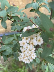 Spiraea cantoniensis