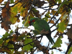 Glossopsitta concinna