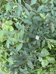 Spiraea cantoniensis
